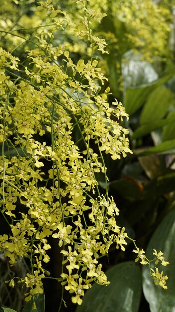 Foto prossimo piano di una pianta da fiore