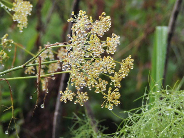 Photo close-up of flowering plant