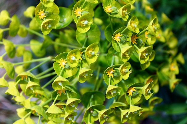 Foto prossimo piano di una pianta da fiore