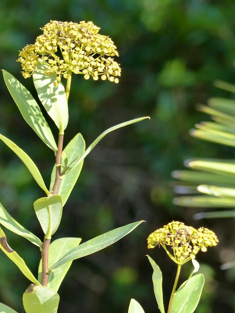 Foto prossimo piano di una pianta da fiore