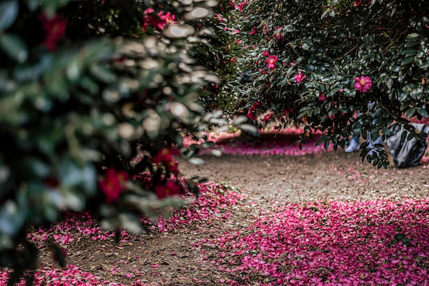 Foto prossimo piano di una pianta da fiore