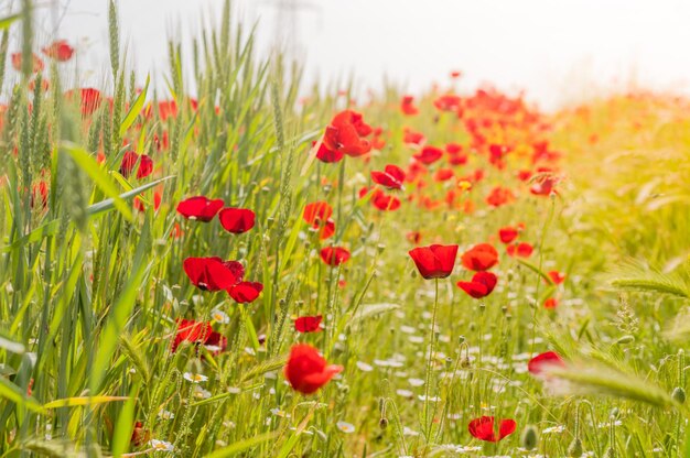 Foto prossimo piano di una pianta da fiore