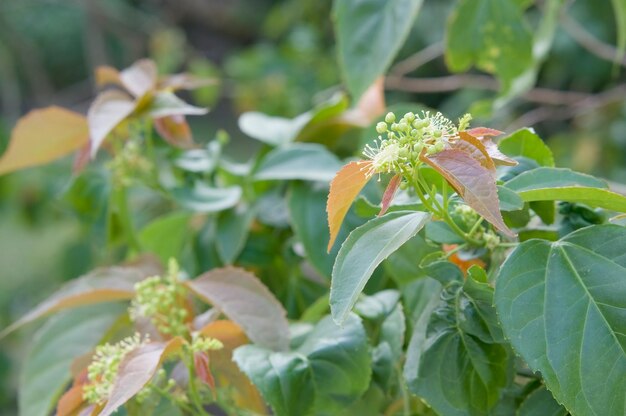 Close-up of flowering plant