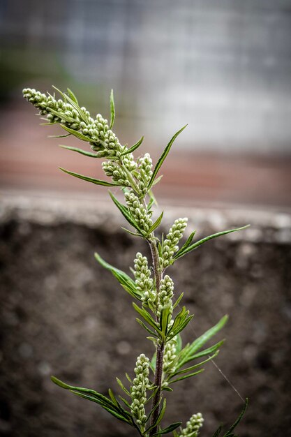 Photo close-up of flowering plant