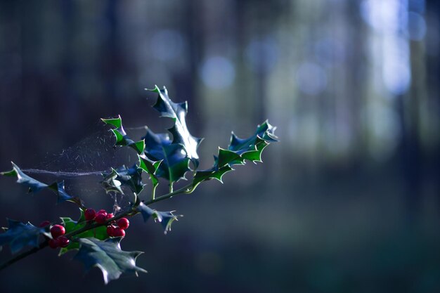 Foto prossimo piano di una pianta da fiore