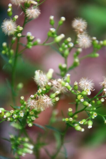 Photo close-up of flowering plant