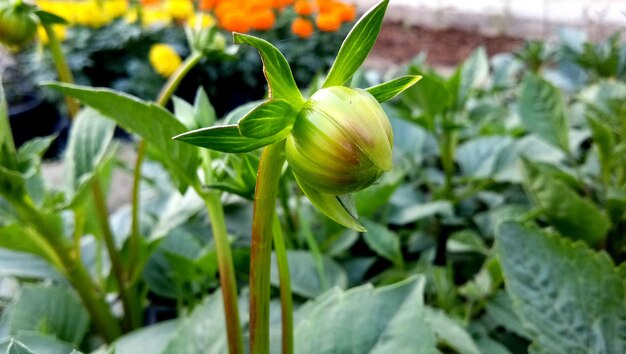 Close-up of flowering plant