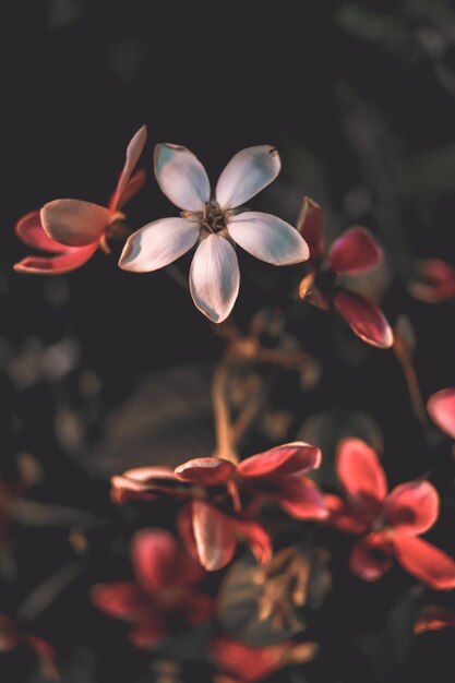 Photo close-up of flowering plant