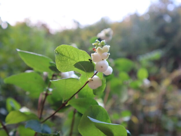 花をかせる植物のクローズアップ