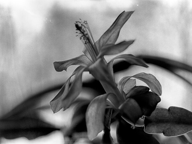 Photo close-up of flowering plant