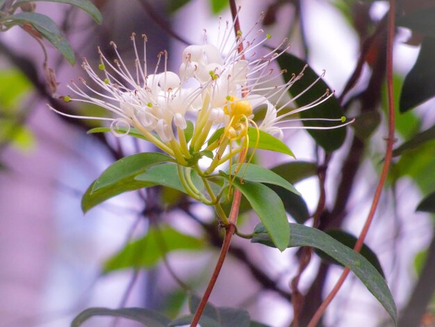 Close-up of flowering plant