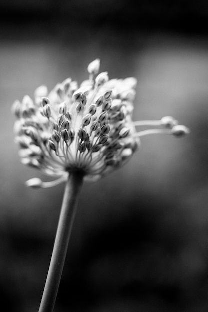 Foto prossimo piano di una pianta da fiore