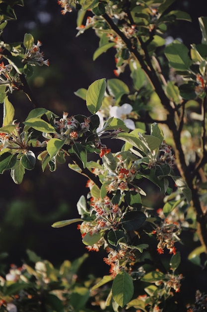 Photo close-up of flowering plant