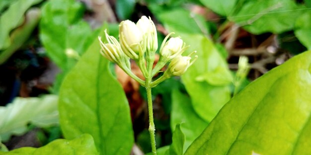 Photo close-up of flowering plant