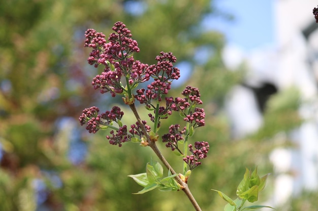 Photo close-up of flowering plant