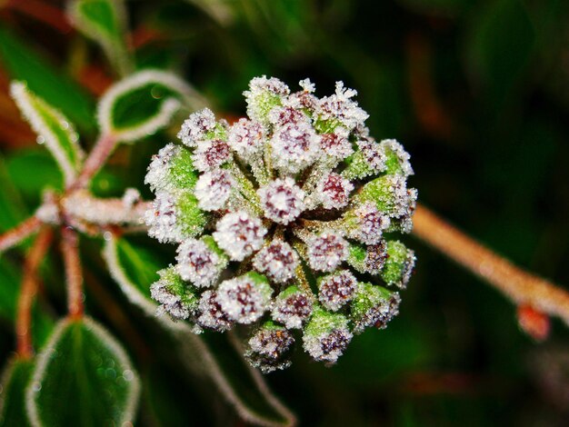 Close-up of flowering plant