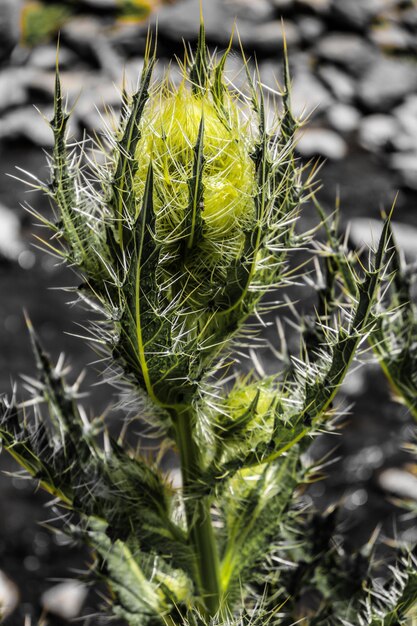 Photo close-up of flowering plant