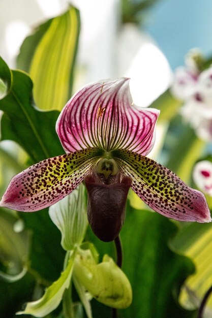 Close-up of flowering plant