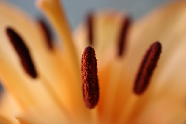 Foto prossimo piano di una pianta da fiore