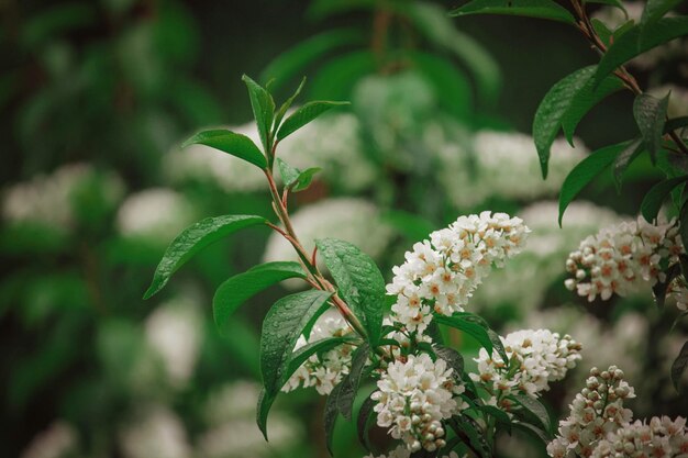 Close-up of flowering plant