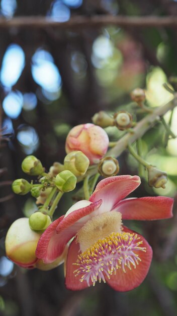 Foto prossimo piano di una pianta da fiore