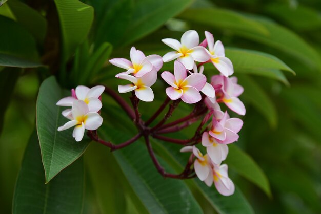 花をかせる植物のクローズアップ