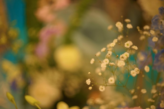 Photo close-up of flowering plant