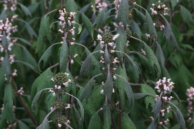 Photo close-up of flowering plant