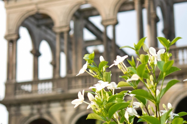 Foto prossimo piano di una pianta da fiore