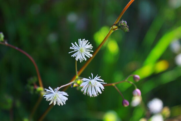 Close-up of flowering plant