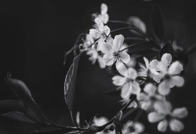 Photo close-up of flowering plant