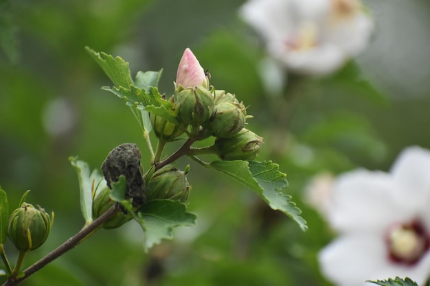 Photo close-up of flowering plant