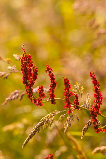 Foto prossimo piano di una pianta da fiore