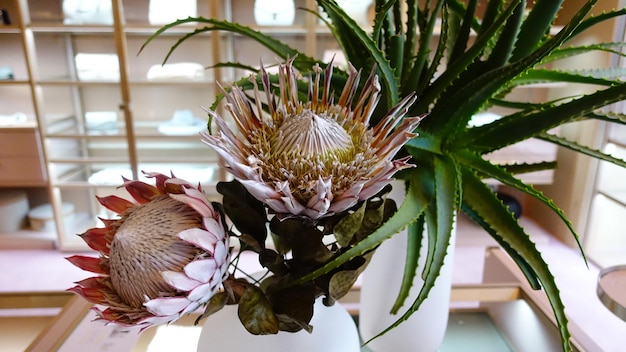 Photo close-up of flowering plant