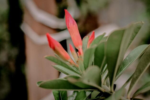 Foto prossimo piano di una pianta da fiore