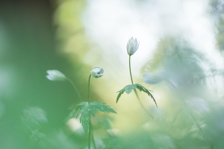 Photo 花をかせる植物のクローズアップ