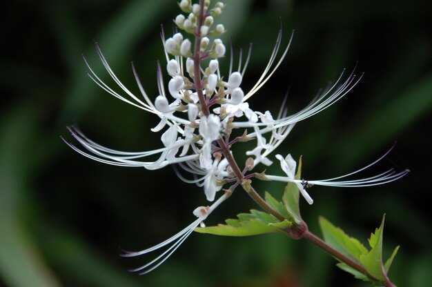 Foto prossimo piano di una pianta da fiore