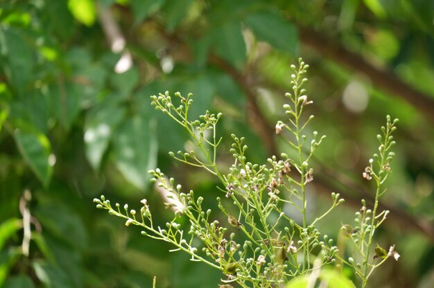 Photo close-up of flowering plant