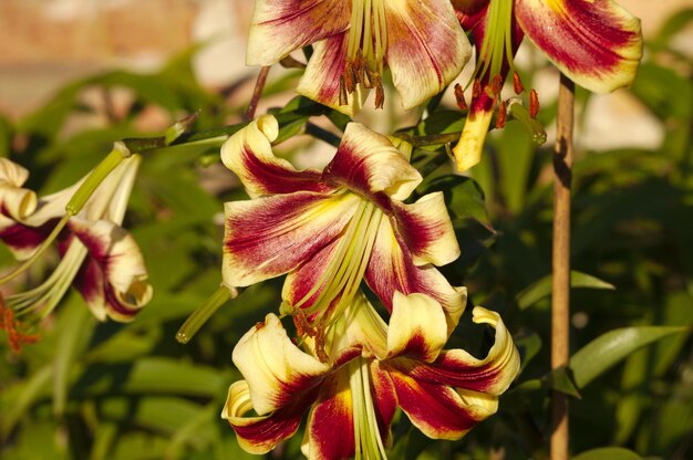 Close-up of flowering plant