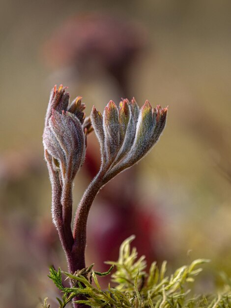 Photo close-up of flowering plant