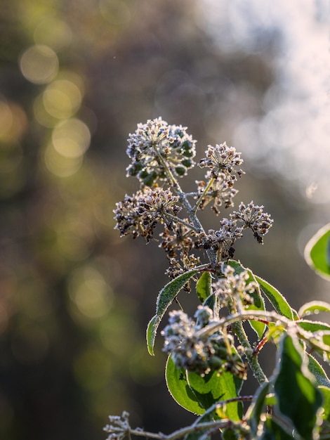 花をかせる植物のクローズアップ