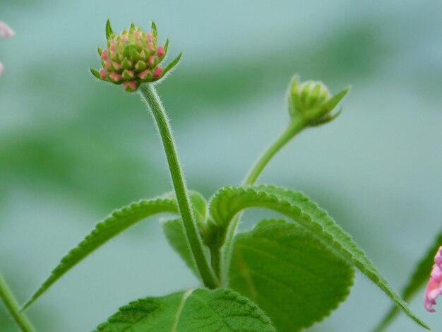 Close-up of flowering plant