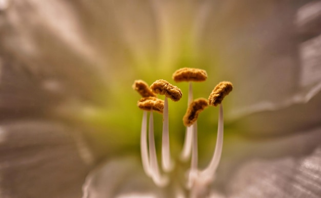 Foto close-up di una pianta da fiore