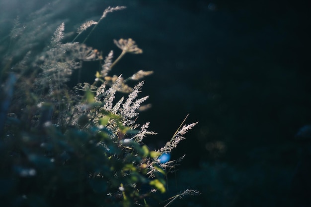 Foto close-up di una pianta da fiore