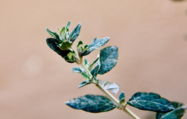 Photo close-up of flowering plant