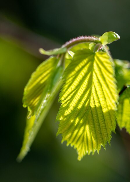 Foto prossimo piano di una pianta da fiore