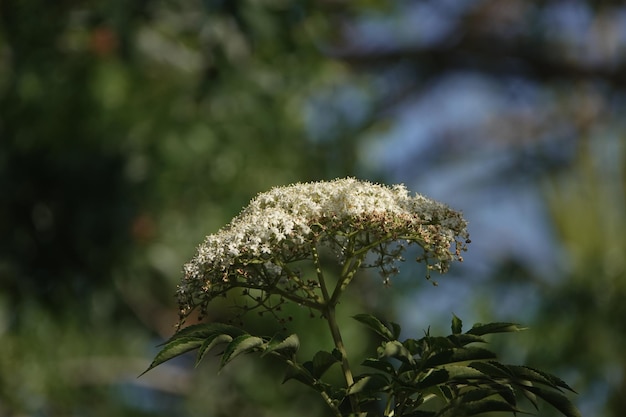 Foto prossimo piano di una pianta da fiore