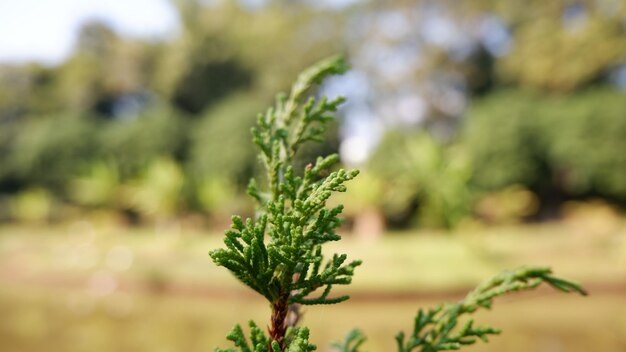 Close-up of flowering plant