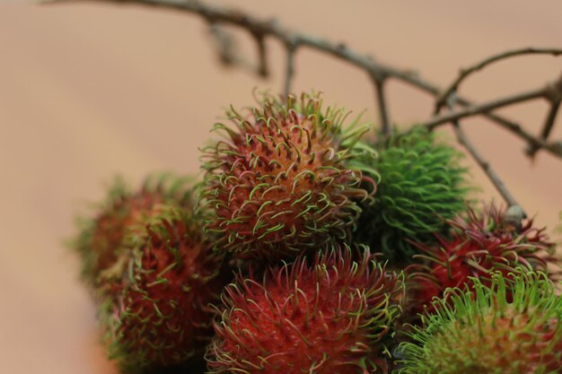 Foto prossimo piano di una pianta da fiore