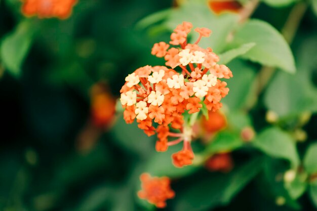 Photo close-up of flowering plant